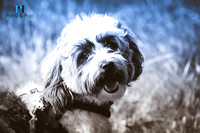 Dogs